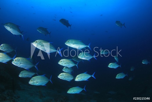 Picture of School of trevally jack fish